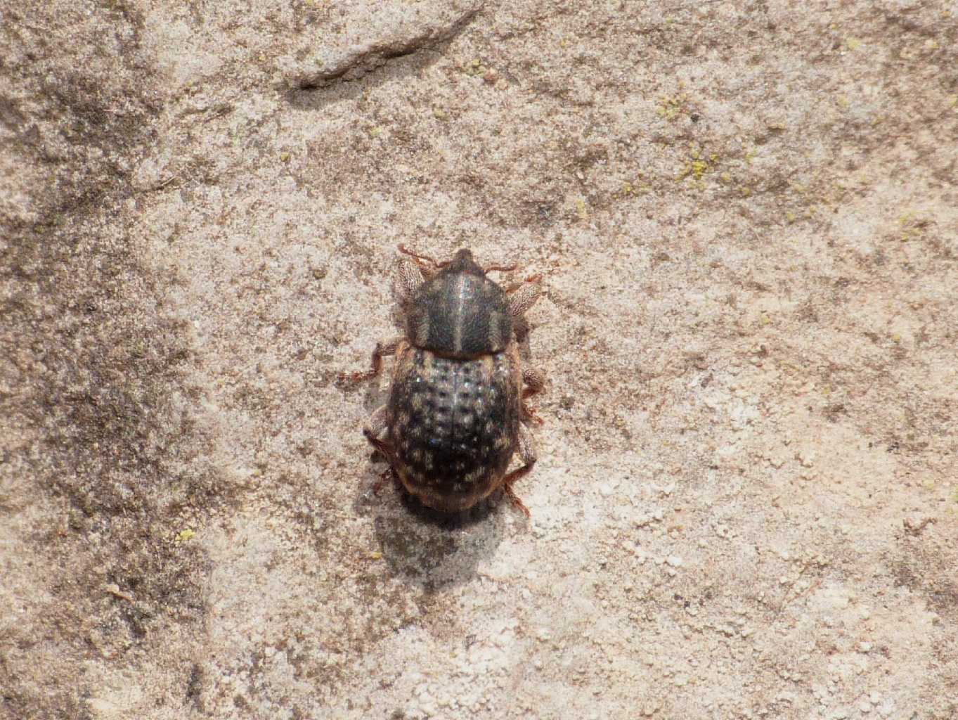 Piccolo Curculionidae - Aubeonymus carinicollis